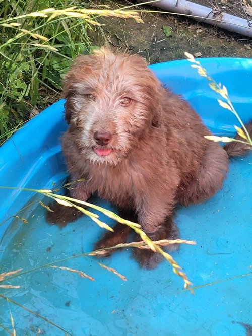 Mars, an adoptable Poodle in Bolivar, MO