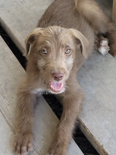 Jupiter, an adoptable Poodle in Bolivar, MO