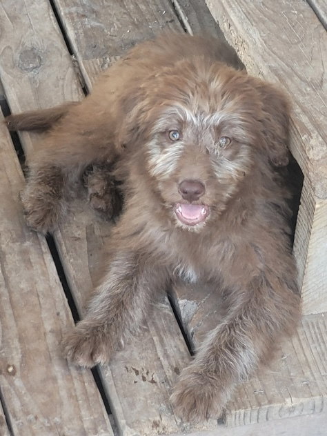 Earth, an adoptable Poodle in Bolivar, MO