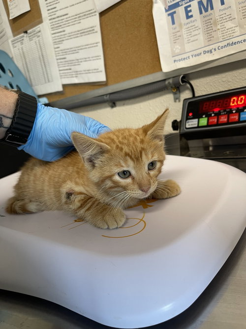 Lewna, Baby Domestic Short Hair, cat for adoption in Bolivar, Missouri