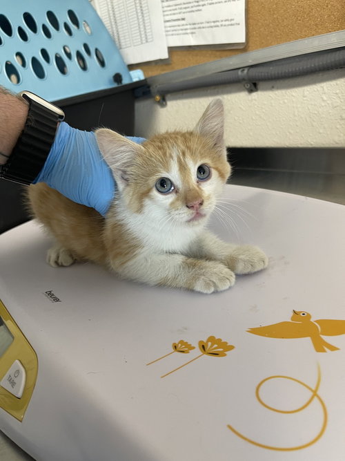 Dusk, Baby Domestic Short Hair, cat for adoption in Bolivar, Missouri