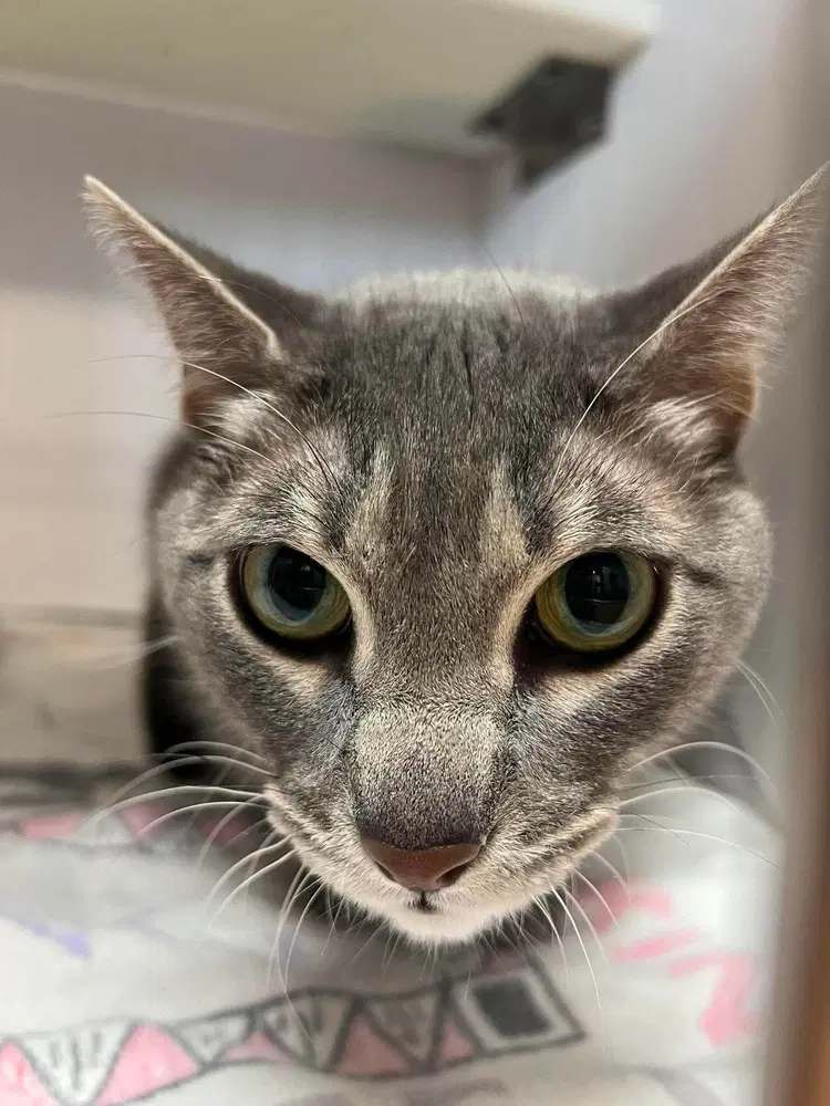 Precious - Domestic Short Hair