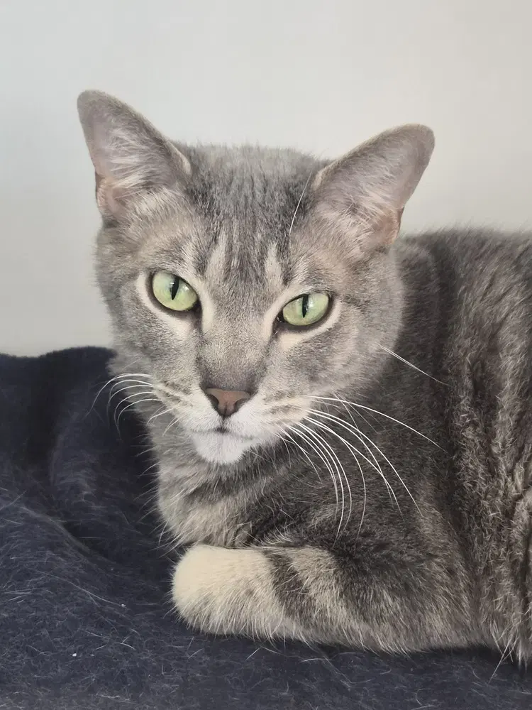 Precious - Domestic Short Hair