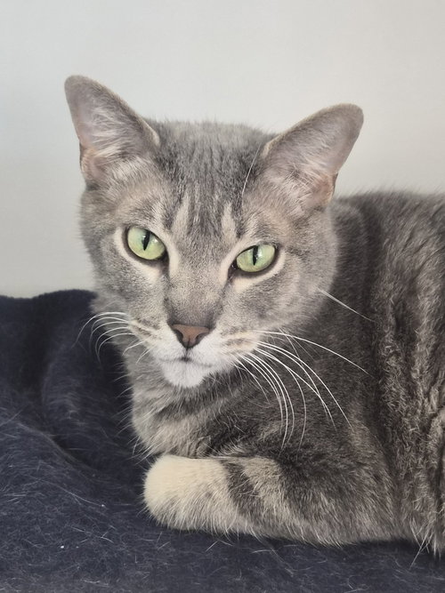 Precious, a cat for adoption from Polk County Humane Society