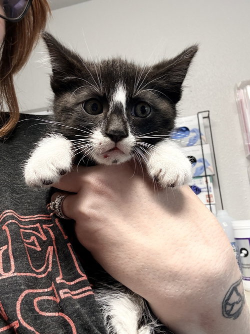 Figaro
