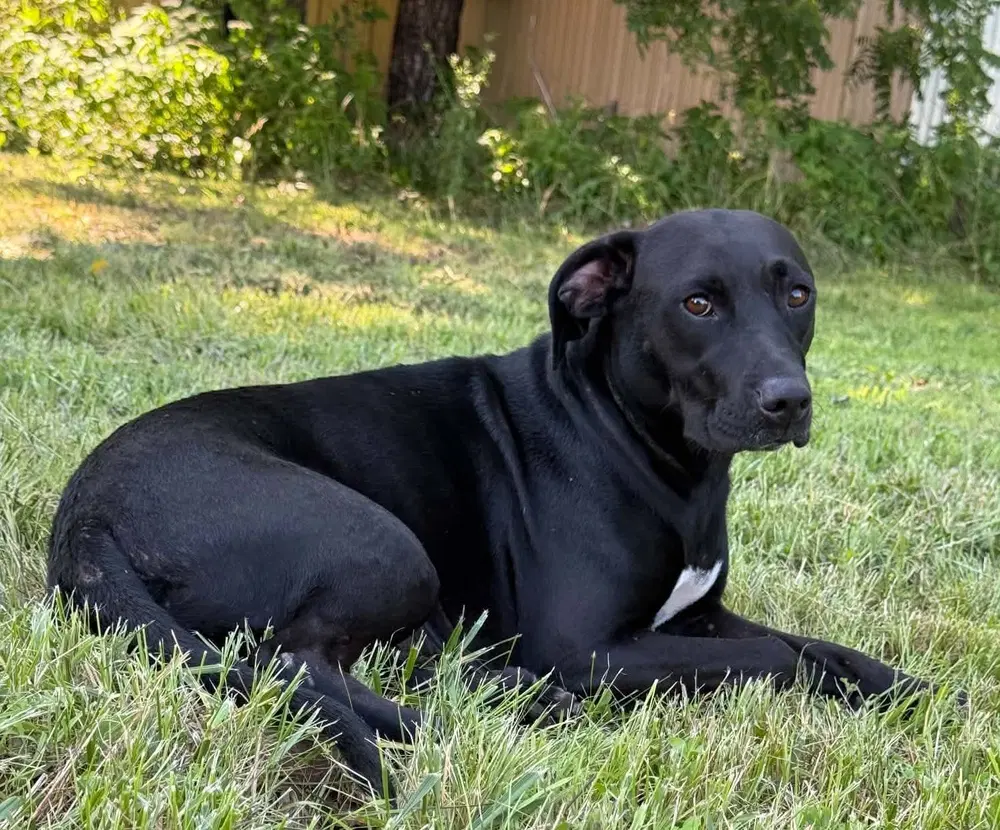 Bessie - Labrador Retriever