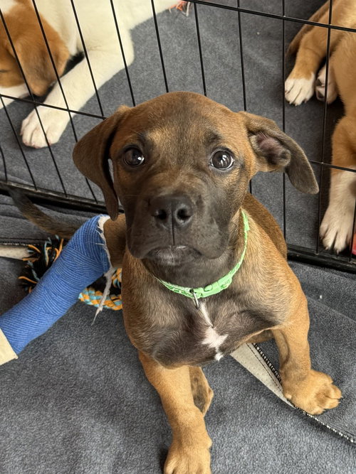 Rooster, an adoptable Labrador Retriever in Bolivar, MO