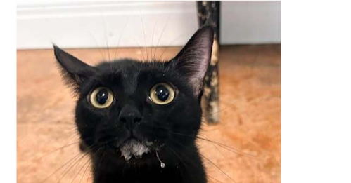 KiKi