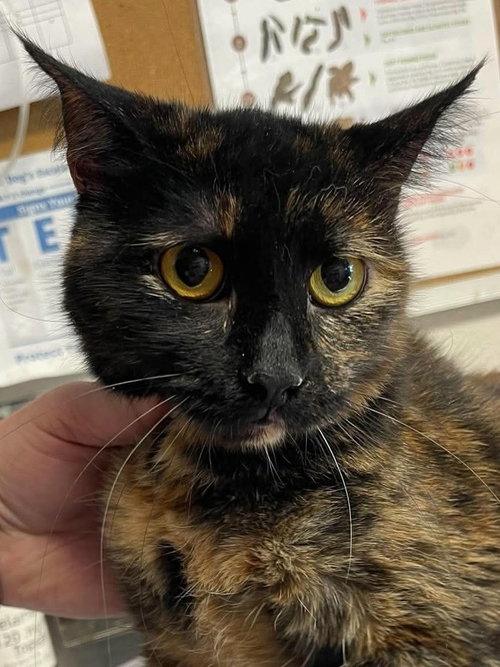 Willa, Adult Domestic Short Hair, cat for adoption in Springfield, Missouri