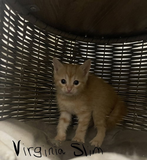 Virginia Slim, Baby Domestic Short Hair, cat for adoption in Springfield, Missouri
