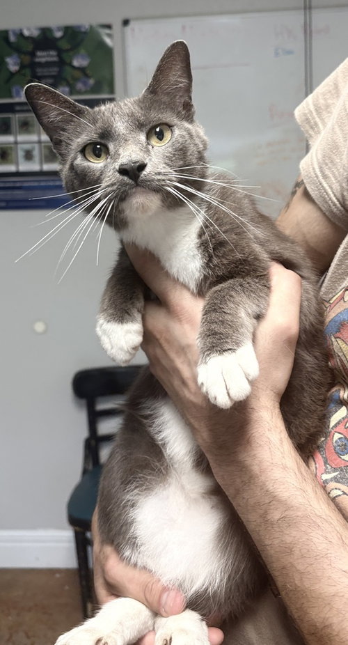 Anchovy, Adult Domestic Short Hair, cat for adoption in Springfield, Missouri