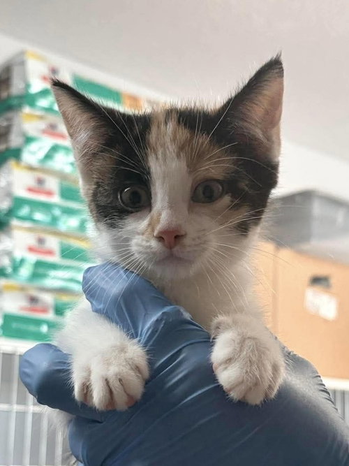 Millie, Baby Domestic Short Hair / Mixed, cat for adoption in Springfield, Missouri