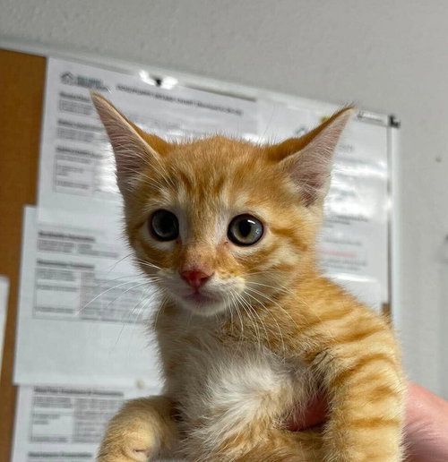 Bowhead, Baby Domestic Short Hair, cat for adoption in Springfield, Missouri