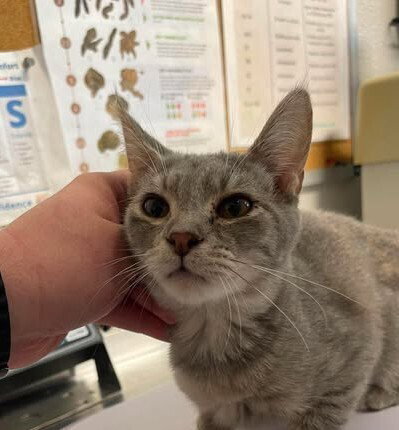 Eira, an adoptable Domestic Short Hair in Bolivar, MO