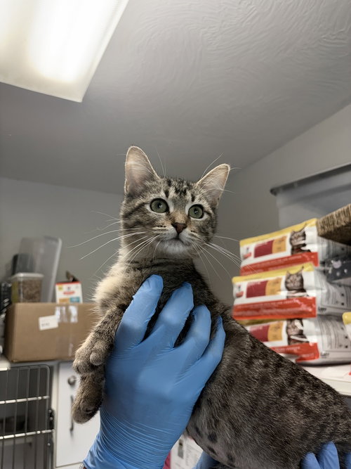 Kyra, an adoptable Domestic Short Hair in Bolivar, MO