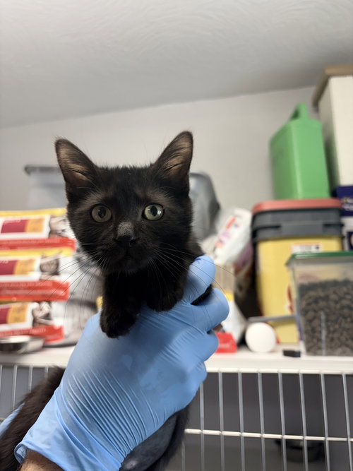 Kessa, an adoptable Domestic Short Hair in Bolivar, MO