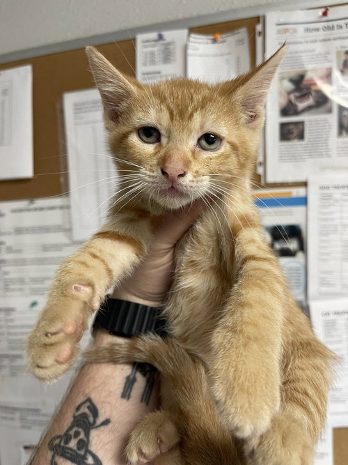 Firefighter, an adoptable Domestic Short Hair in Bolivar, MO