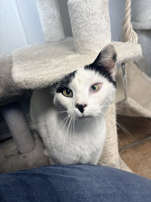 Brain, an adoptable Domestic Short Hair in Bolivar, MO