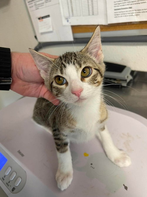 Hilly, an adoptable Domestic Short Hair in Bolivar, MO
