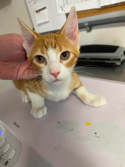 Dilly, an adoptable Domestic Short Hair in Bolivar, MO