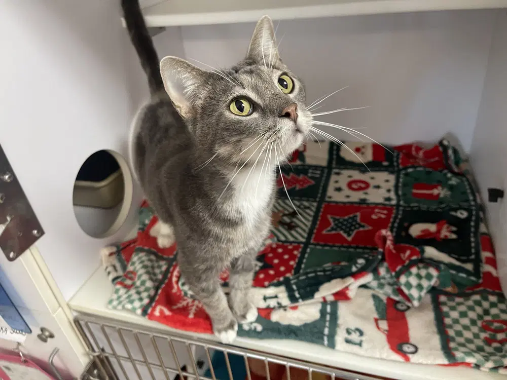 Quazi - Domestic Short Hair