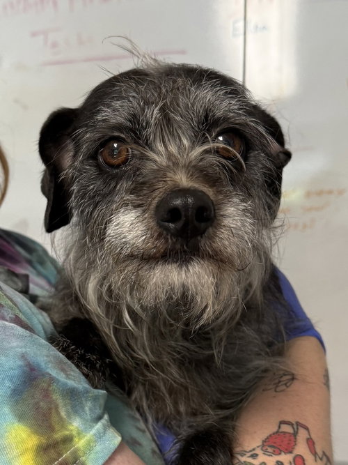 Serena, an adoptable Border Terrier in Bolivar, MO