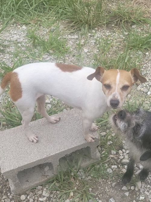 Arica, an adoptable Jack Russell Terrier in Bolivar, MO