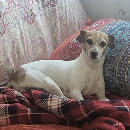 Arica, an adoptable Jack Russell Terrier in Bolivar, MO