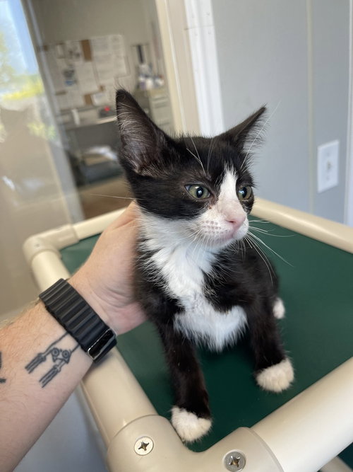 Dizzy, an adoptable Domestic Short Hair in Bolivar, MO