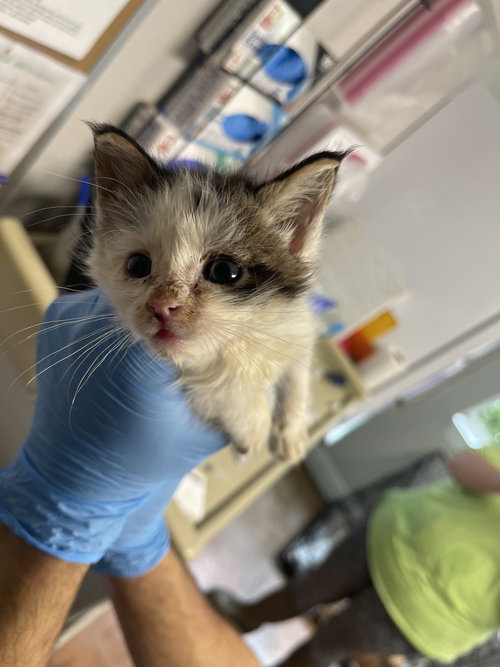 Samantha, an adoptable Domestic Short Hair in Bolivar, MO