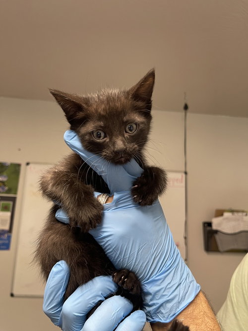 Audi, an adoptable Domestic Short Hair in Bolivar, MO