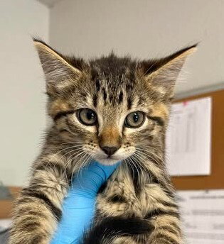 Minke, an adoptable Domestic Short Hair in Bolivar, MO