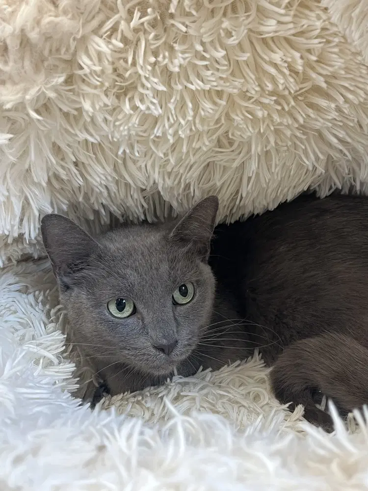 Banana - Domestic Short Hair