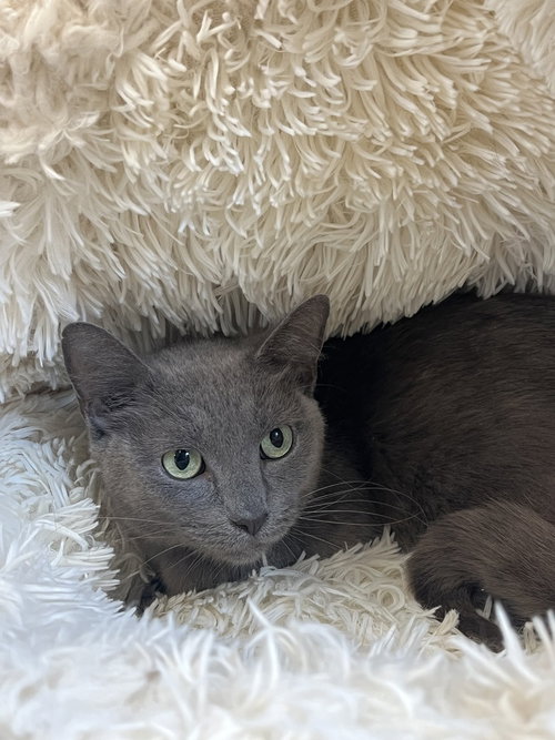 picture of the cat needing adoption