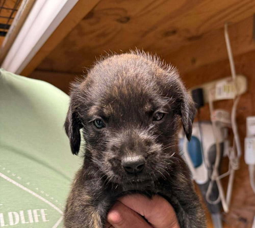 Dublin, an adoptable Golden Retriever in Bolivar, MO