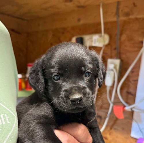 Lindberg, an adoptable Golden Retriever in Bolivar, MO