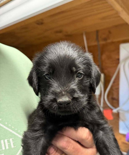 Lambert, an adoptable Golden Retriever in Bolivar, MO