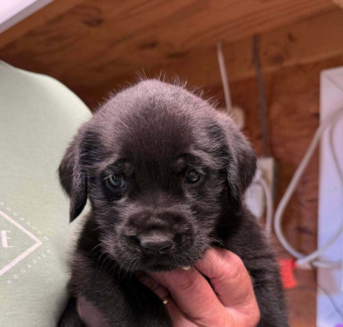 Jimm, an adoptable Golden Retriever in Bolivar, MO