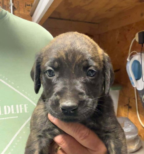 Hemingway, an adoptable Golden Retriever in Bolivar, MO