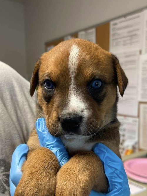 Solana, an adoptable Jack Russell Terrier in Bolivar, MO
