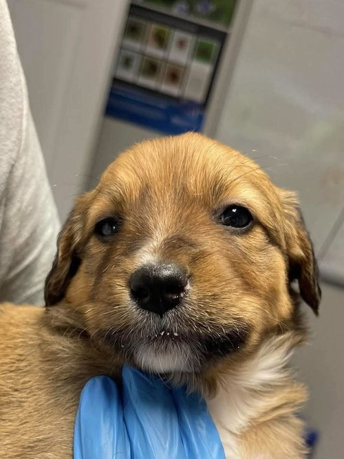Elio, an adoptable Jack Russell Terrier in Bolivar, MO