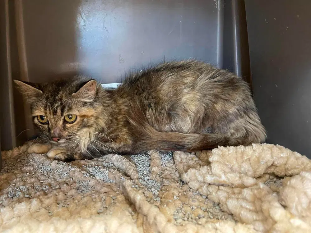 Bug - Domestic Short Hair