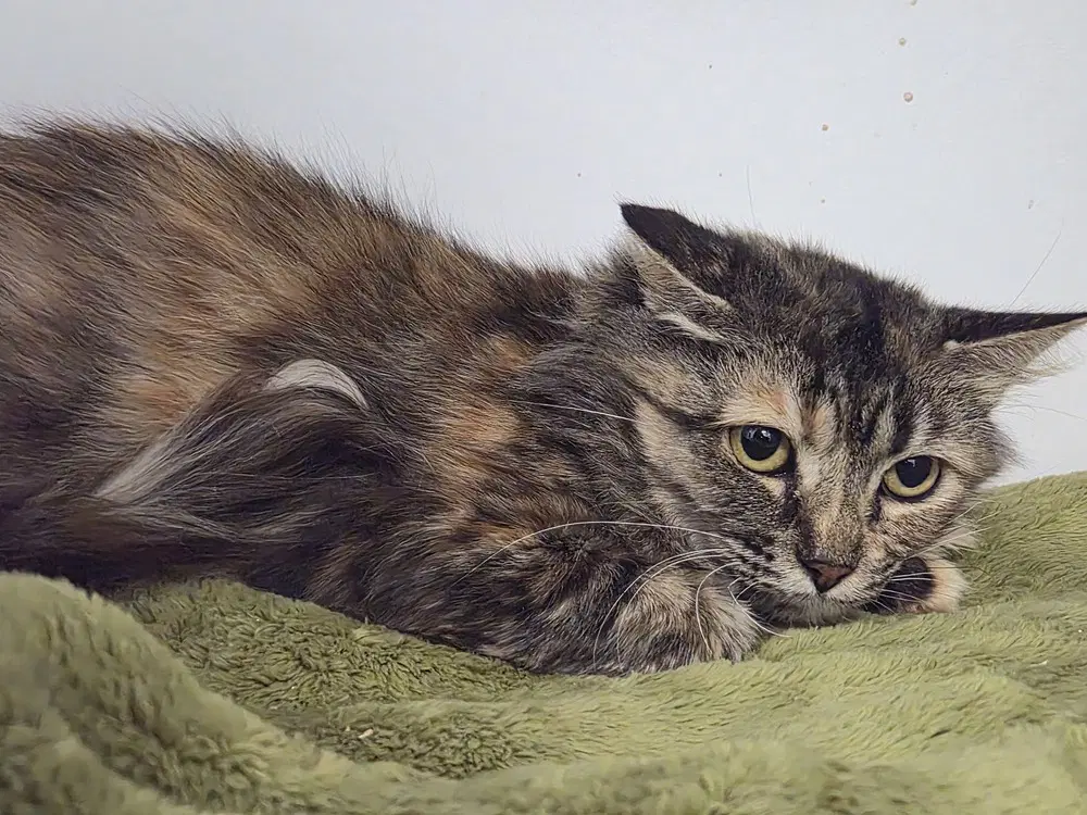 Bug - Domestic Short Hair