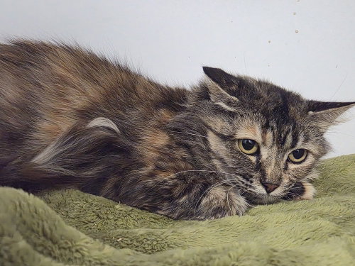 picture of the cat needing adoption