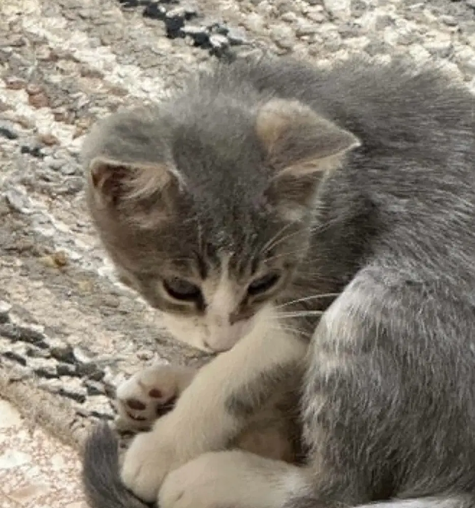 Whopper - Domestic Short Hair
