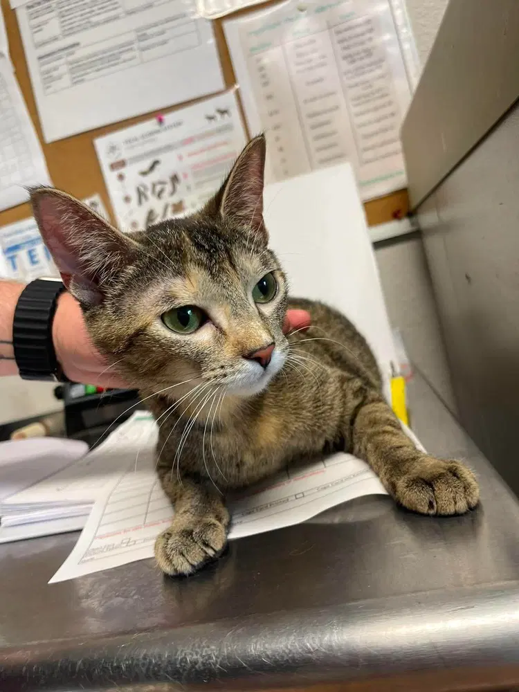 Anny - Domestic Short Hair