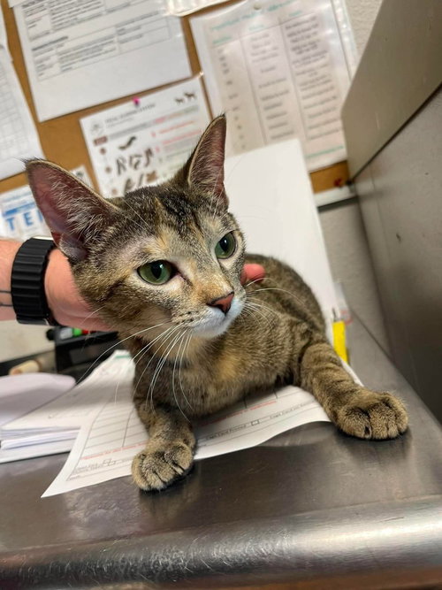 picture of the cat needing adoption