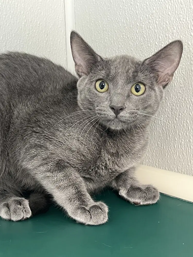 Fair - Domestic Short Hair