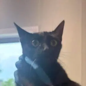 Parade - Domestic Short Hair