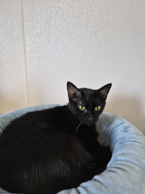 Parade, a cat for adoption from Polk County Humane Society